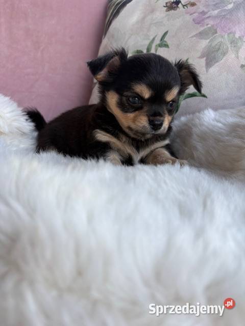 Chihuahua śliczny tricolor piesek Łódź sprzedam