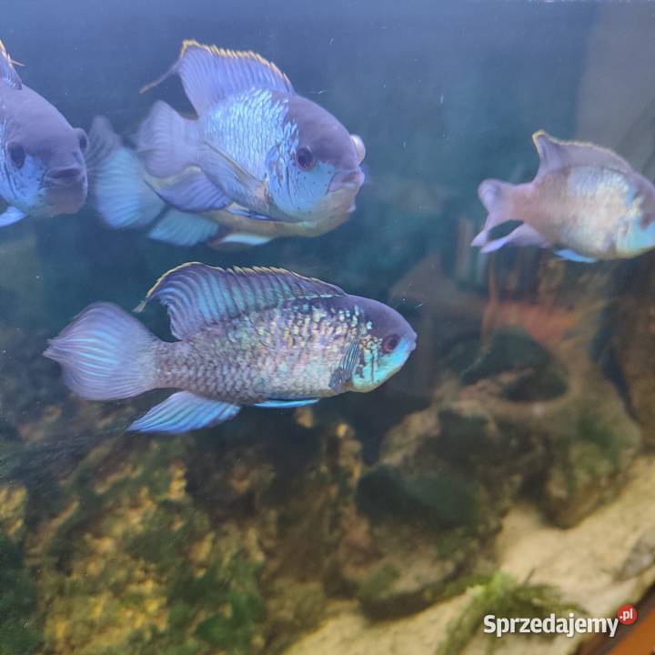 Pielęgnica Akara Electric Blue Młodzież 2 śląskie Ruda Śląska sprzedam