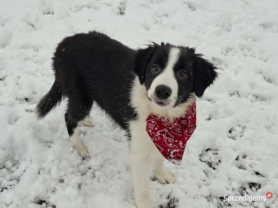 Border Collie szczeniaki inteligentne