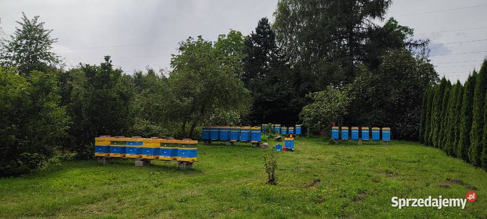 ODKŁADY PSZCZELE ROJE Pszczele RAMKA Andrychów