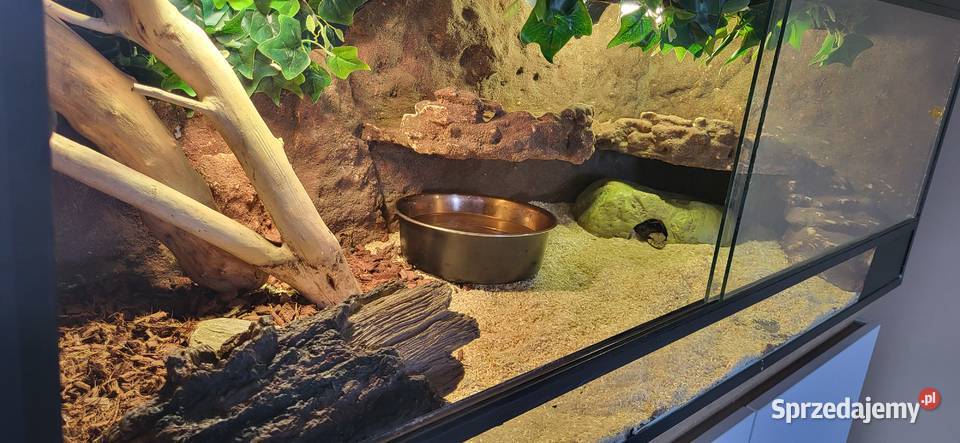 Terrarium z boa pomorskie