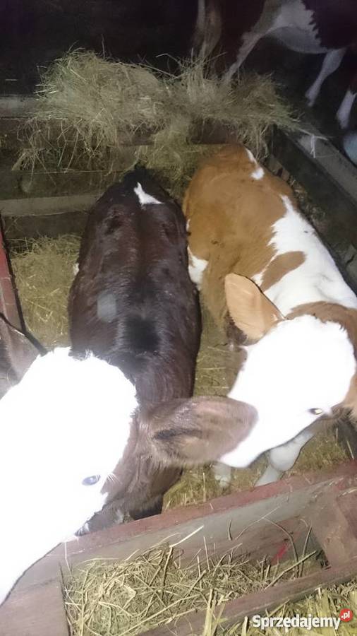Cielaki byczki jałóweczki mięsne sprzedam Izbica
