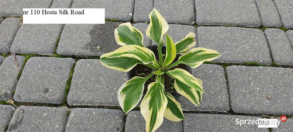 Rózne hosty zółte dwu kolorowe niebeskie Opole