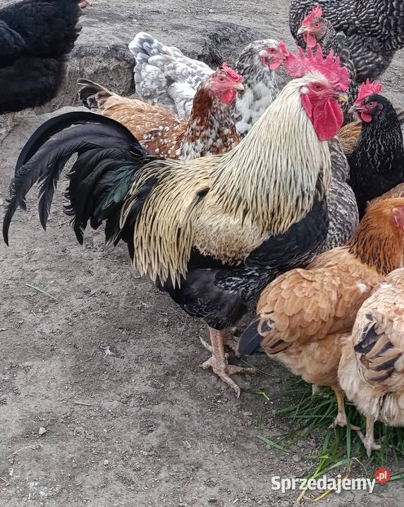 Młody kogut z 2025r Roźwienica