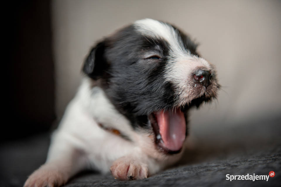 Szczenięta Jack Russell Terrier ZKwP czarnobiałe