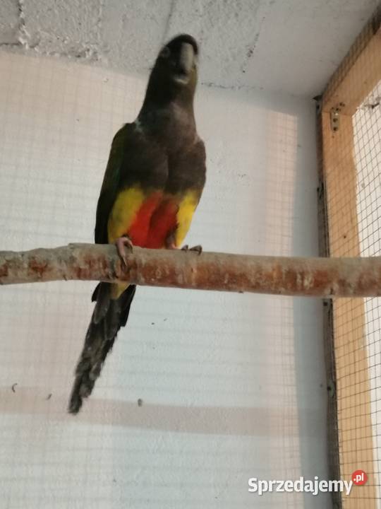 Patagonki 2020 para sprzedam