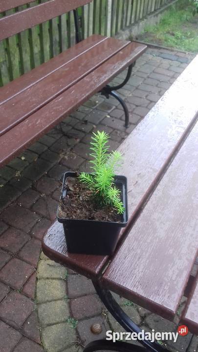 P9 JODŁA FRASERA HURT 50 SZTUK Miedźna