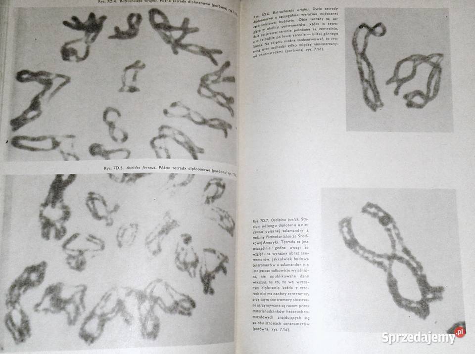 Mechanizmy dziedziczenia Franklin W Stahl lubelskie Chełm