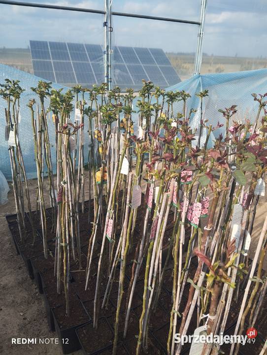 Róża sztamowa Nowy Pożóg