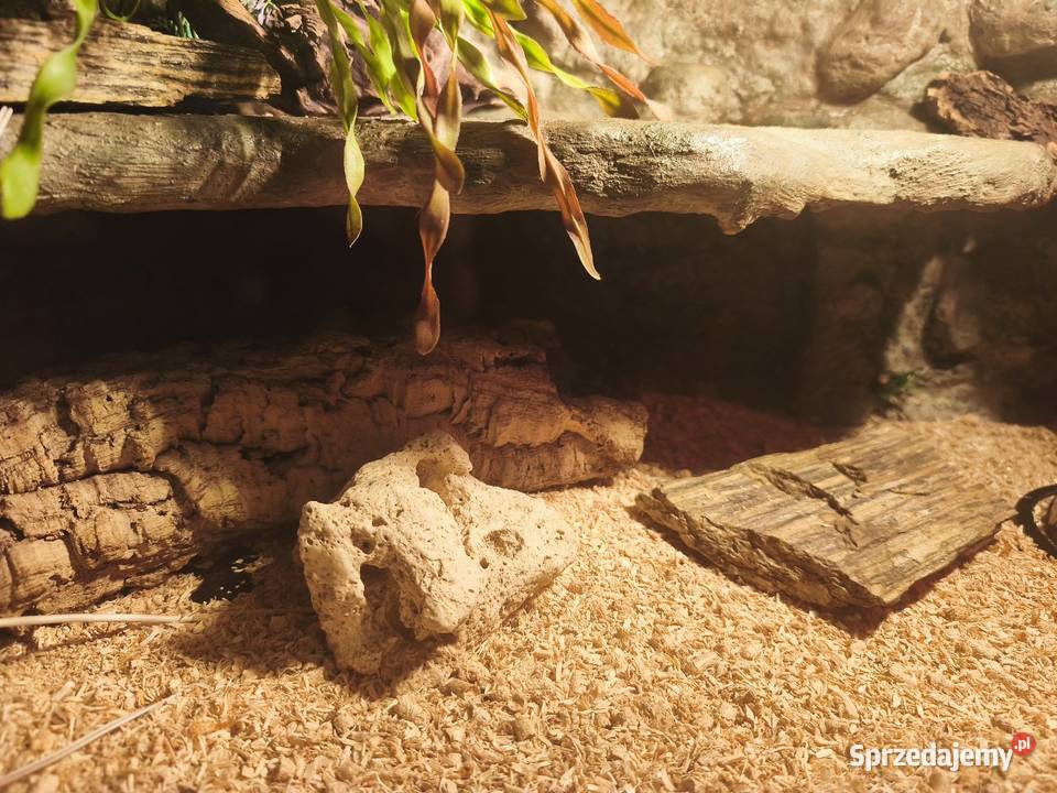 Terrarium z wyposażeniem full 4 Gekony Kalwaria Zebrzydowska