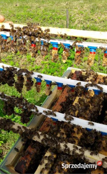 Matki pszczele wysyłka Ose sprzedam