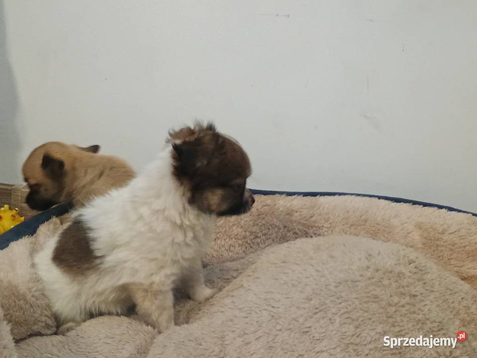 Chihuahua pieski Września
