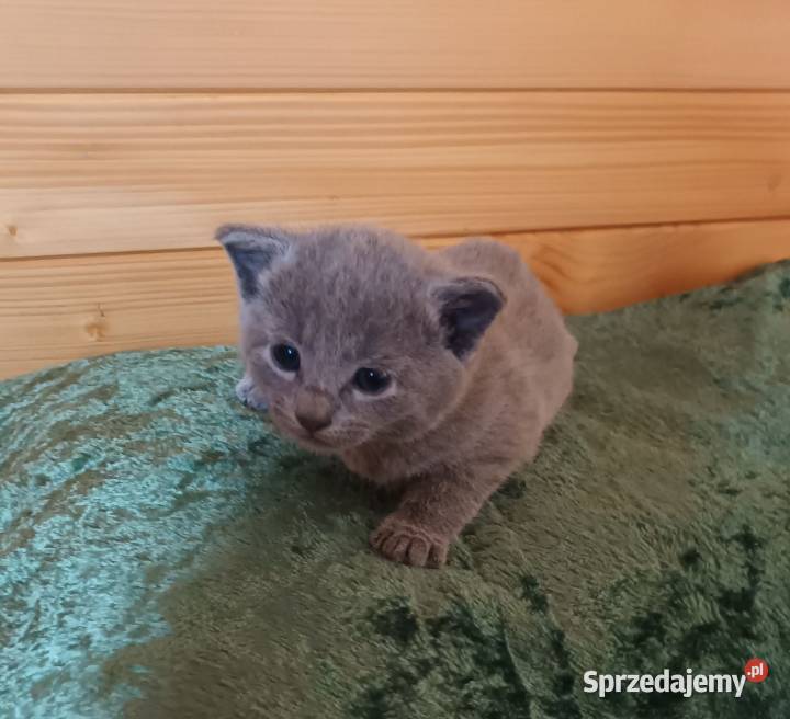 Sprzedam kocięta rasy rosyjskiej niebieskie z Andrychów