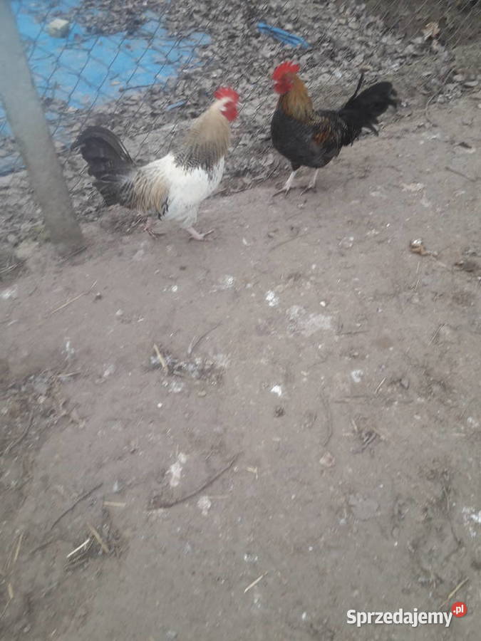Kogutki male i średnie sprzedam