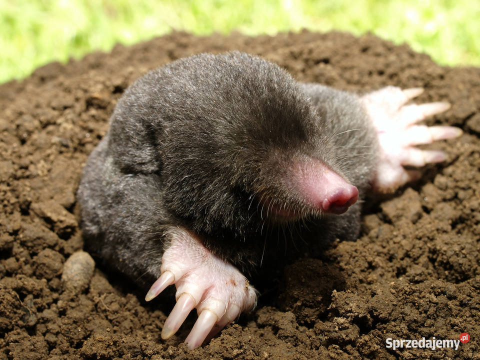 Gazowanie Fumigacja Silosy Magazyny Ogrody Cała małopolskie Proszowice