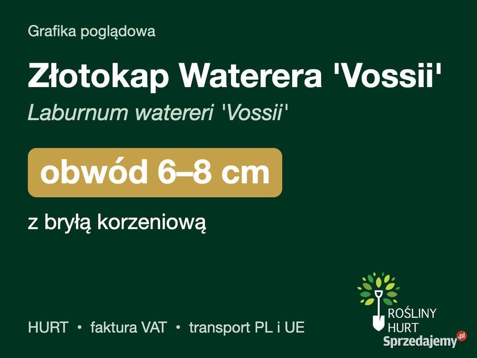 Złotokap Waterera Vossii obwód 68 z bryłą HURT
