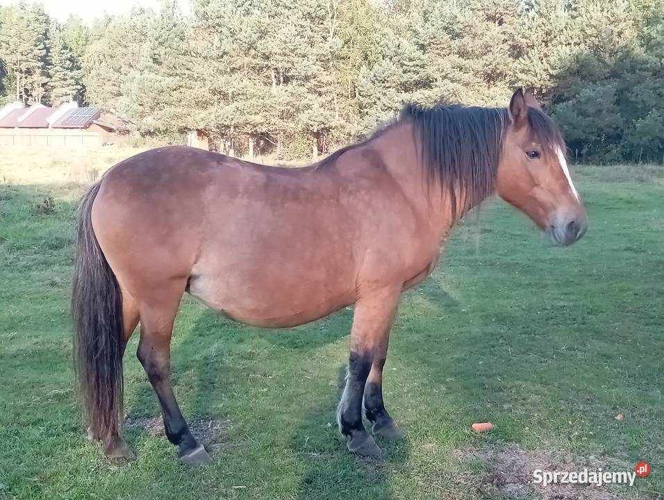Sprzedam klacz Pogrubianą Radawa sprzedam