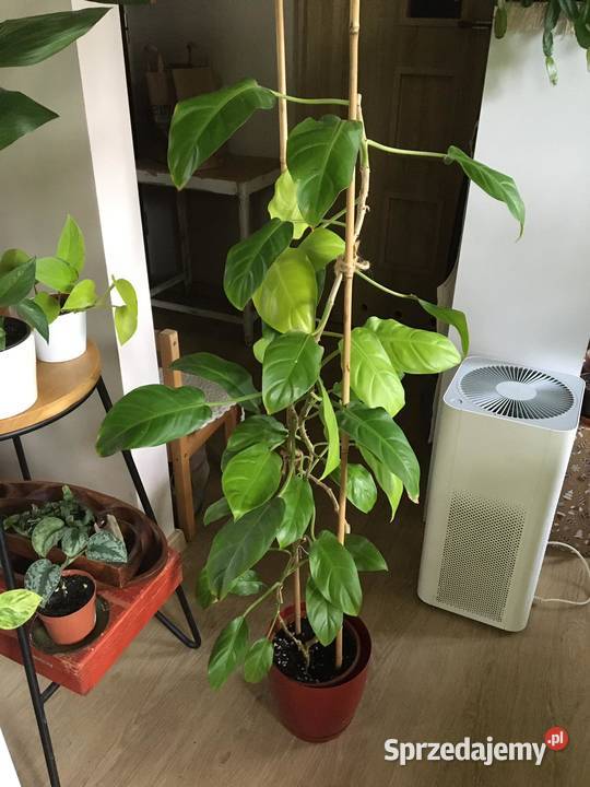 Filodendron Malaya Gold Warszawa