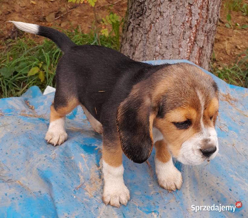 Beagle szczeniaki ZKWP elitarne pochodzenie sprzedam