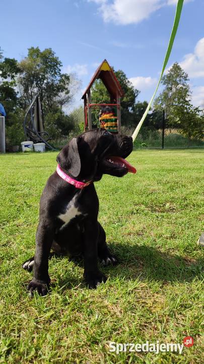 Piękne Szczeniaki Cane Corso Italiano mazowieckie Wiskitki