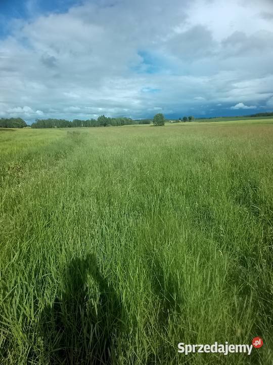 Trawa do skoszenia podlaskie Puńsk sprzedam