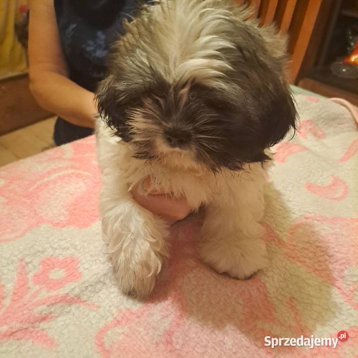 Szczeniak rasy shitsu