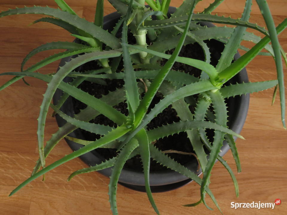 Aloes 70 sukulent małopolskie Wieliczka sprzedam