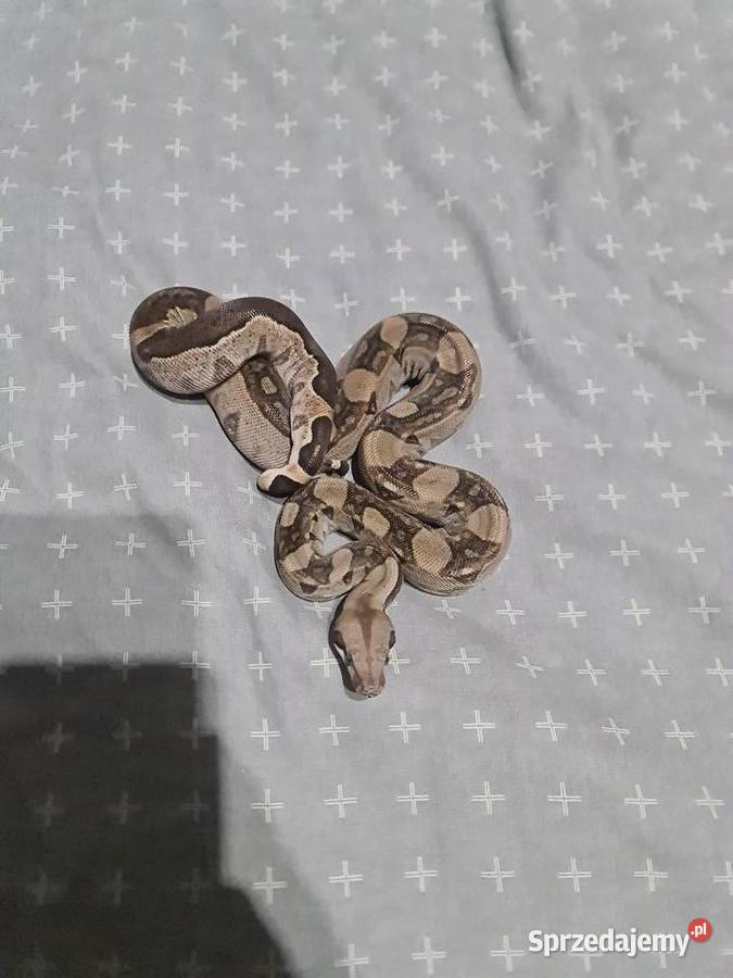 Boa cesarskie Mosty sprzedam