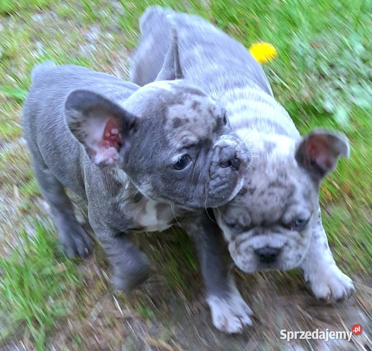 Buldog francuski pieski Buldog