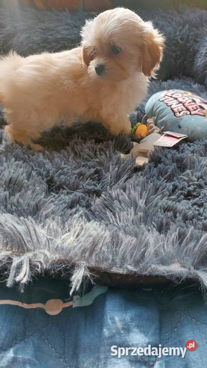 Maltipoo szczeniaczki suczki