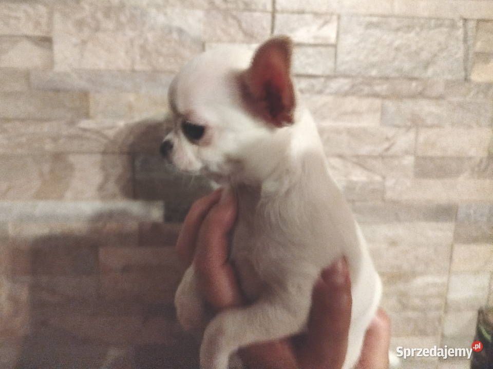 Chihuahua śliczny chłopiec sprzedam