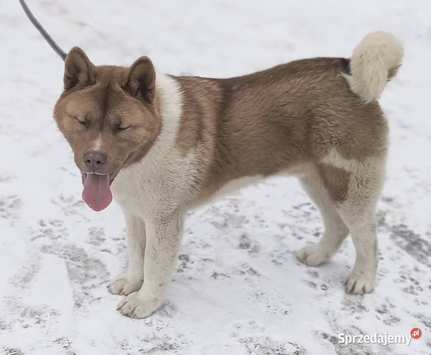 Akita amerykańska łódzkie