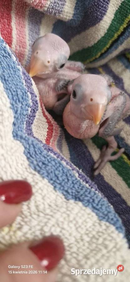 Aleksandretta obrożna oswojona lubuskie Gorzów Wielkopolski