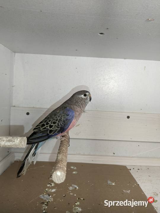 Liljanka samczyk Ptaki małopolskie Jazowsko