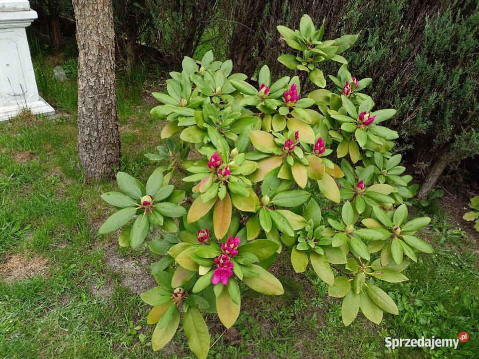Różanecznik rododendron Sokołów Małopolski