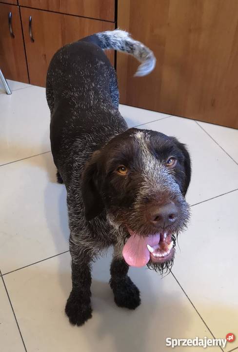 Oddam w ręce psy myśliwskie Gryfino sprzedam