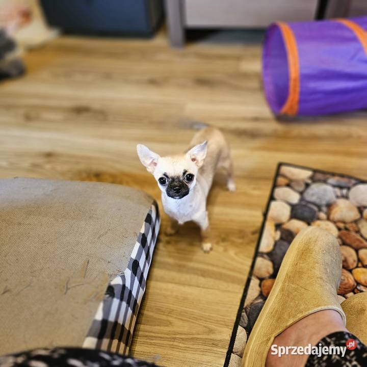 Chihuahua maleńka XXXXS Dziewczynka Idealnej Kołobrzeg