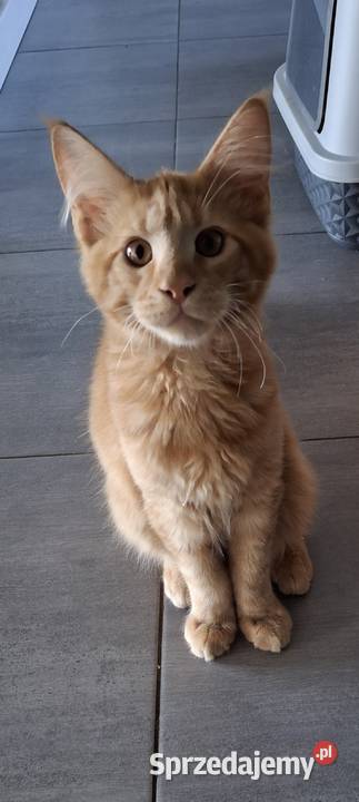 Koty Maine Coon Koszęcin sprzedam