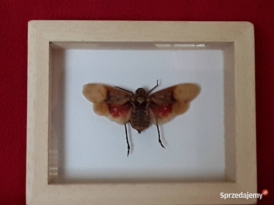 Owad w ramce 8x10 Penthicodes farinosa ssp zachodniopomorskie Szczecin