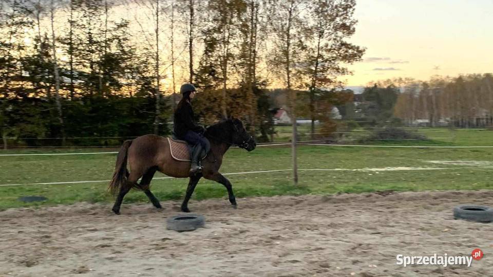 Wałach huculski 8 lat