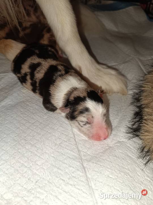 Border collie sable merle Hrubieszów