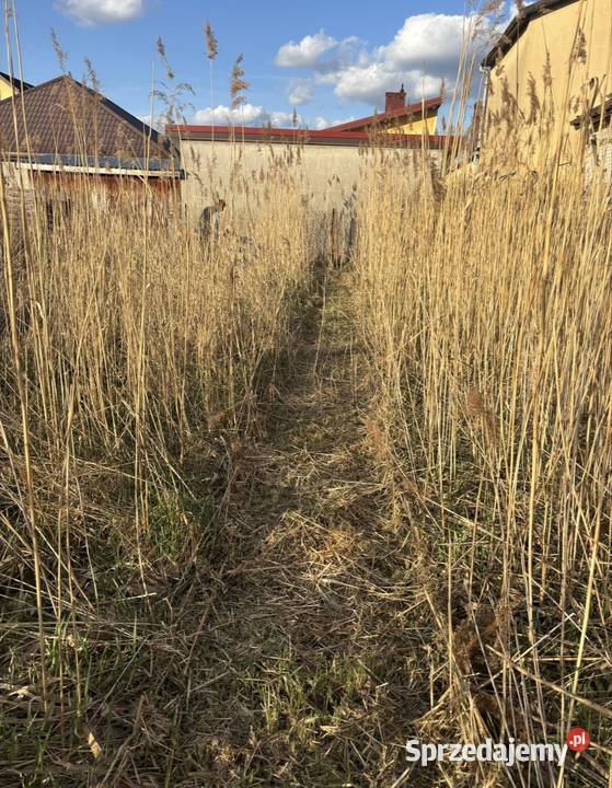 BCS 740 glebogryzarka separacyjna mulczer