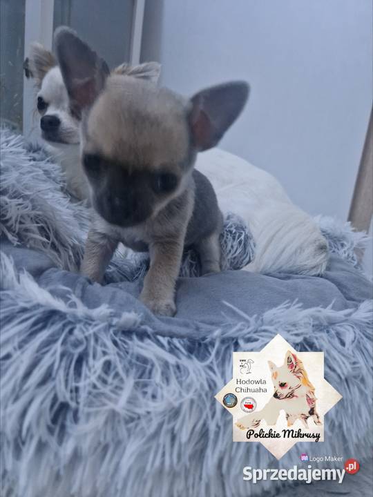 Maleńka suczka krótkowłosa chihuaha zachodniopomorskie Szczecin