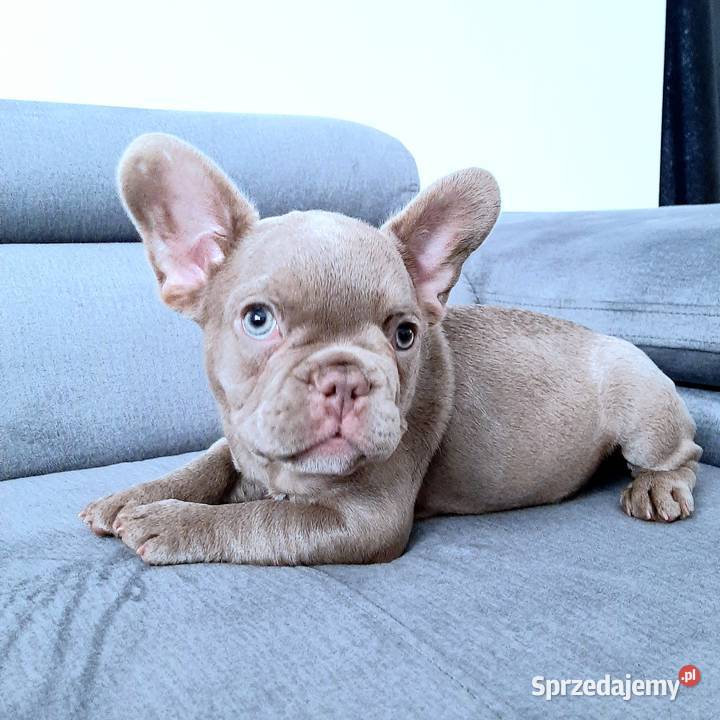 Buldog francuski pies isabella łódzkie Pabianice