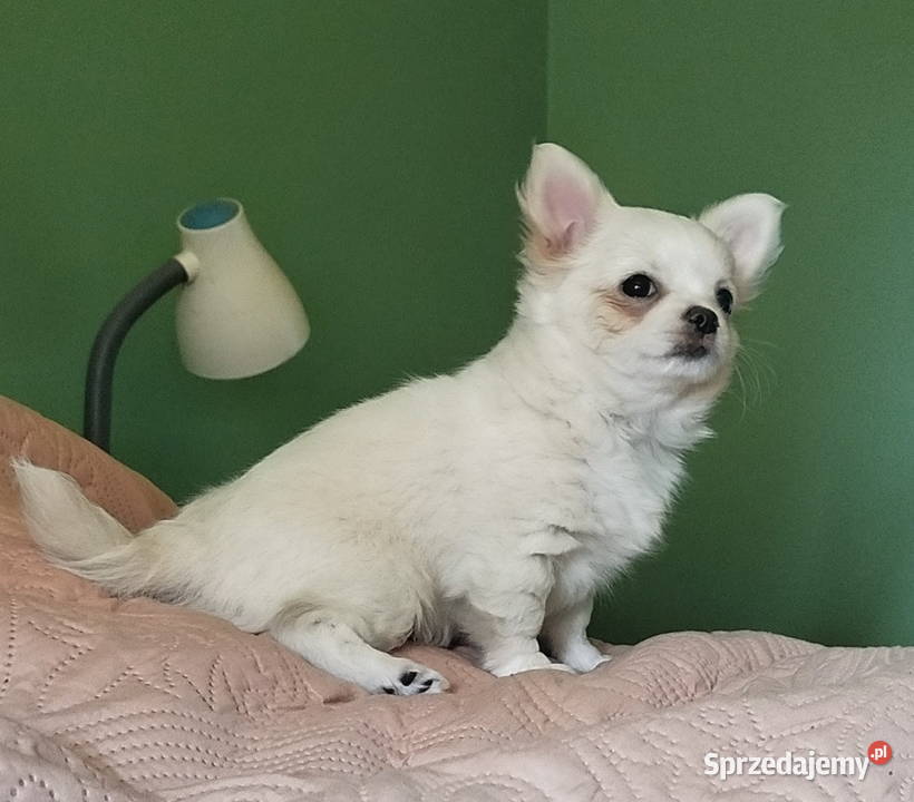 Chihuahua suczka długowłosa Konin