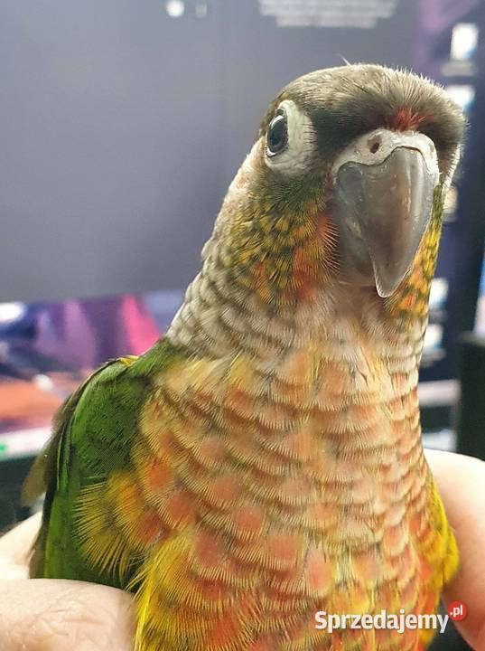 Rudosterki Rudosterka red pineapple samczyk z Kraków sprzedam