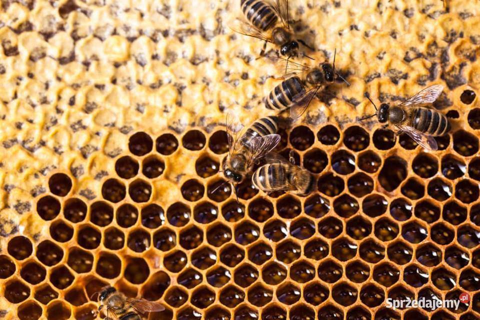 Prawdziwy Miód NATURALNY SPADZIOWOLIPOWY Spadź Wadowice