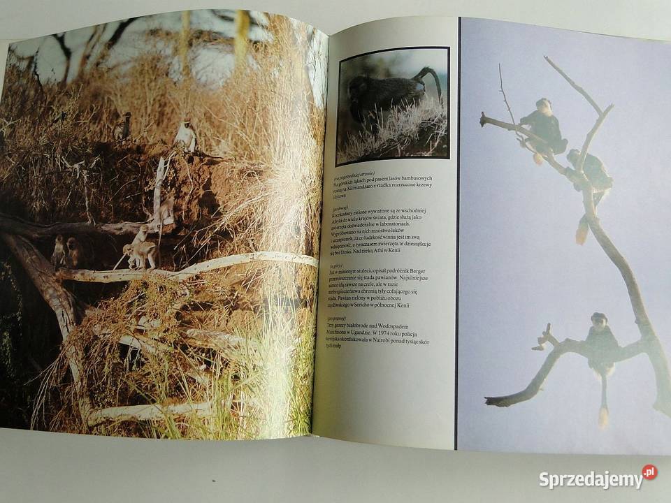 LEW NIE JEST KRÓLEM ZWIERZĄT Poradniki, albumy i reportaże