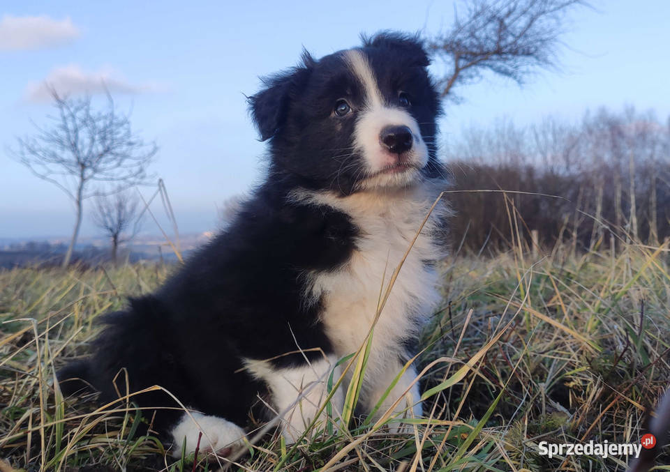 Szczenię BORDER COLLIE z Hodowli Rasowy pies z