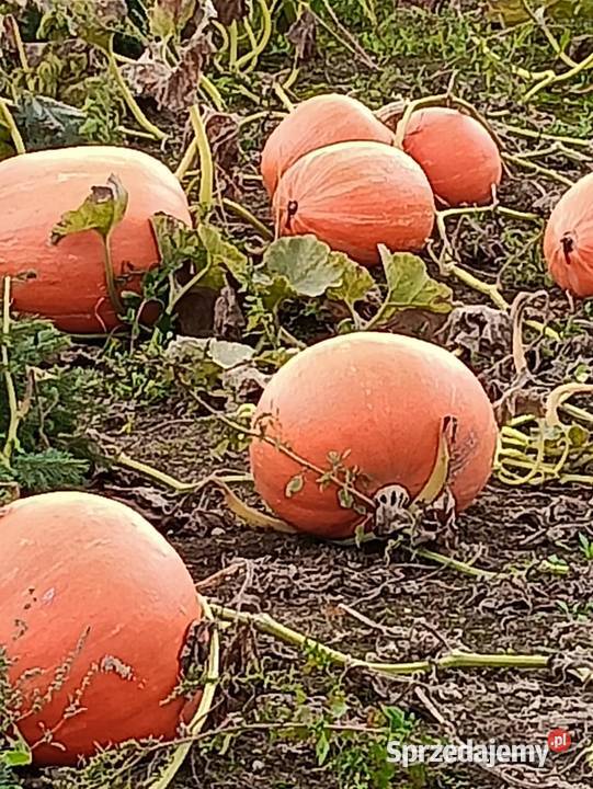 Sprzedam dynię wielkopolskie